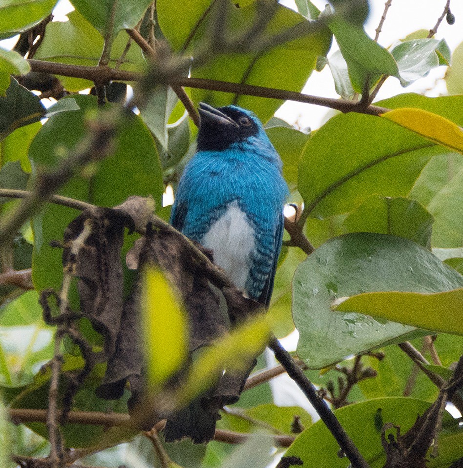 Swallow Tanager - ML98624661