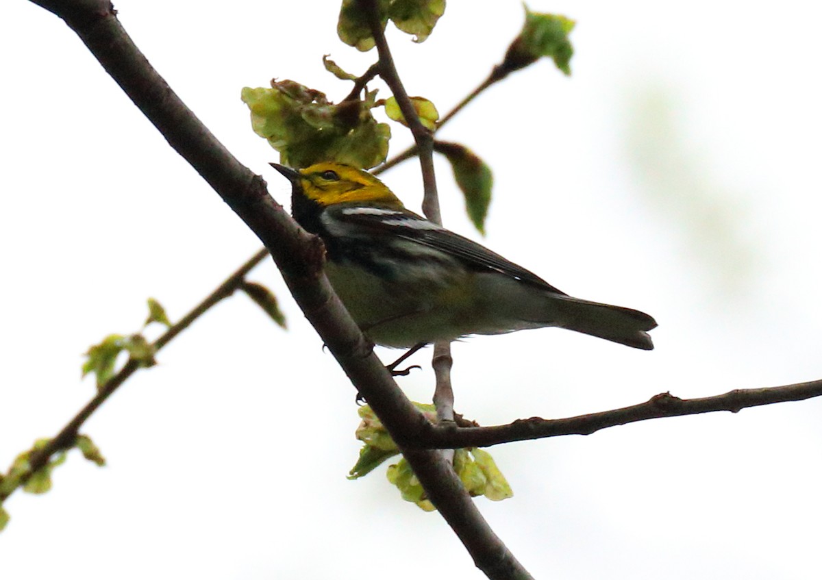 Black-throated Green Warbler - Mark E Land