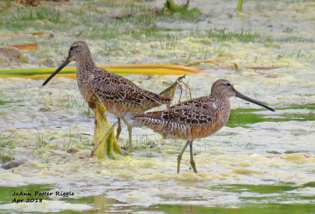 Long-billed Dowitcher - ML98625421