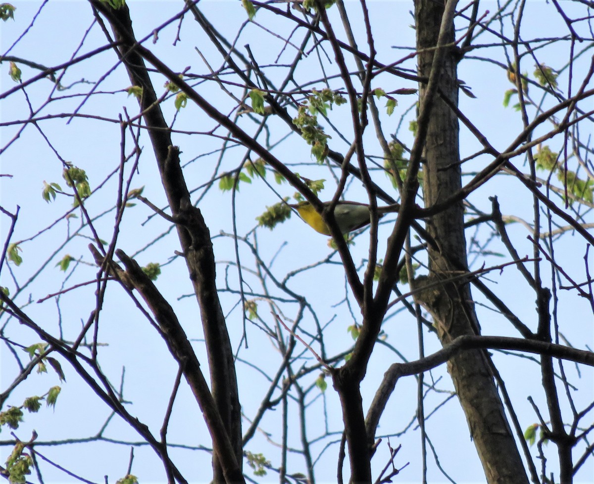 Yellow-throated Vireo - Kevin Topping