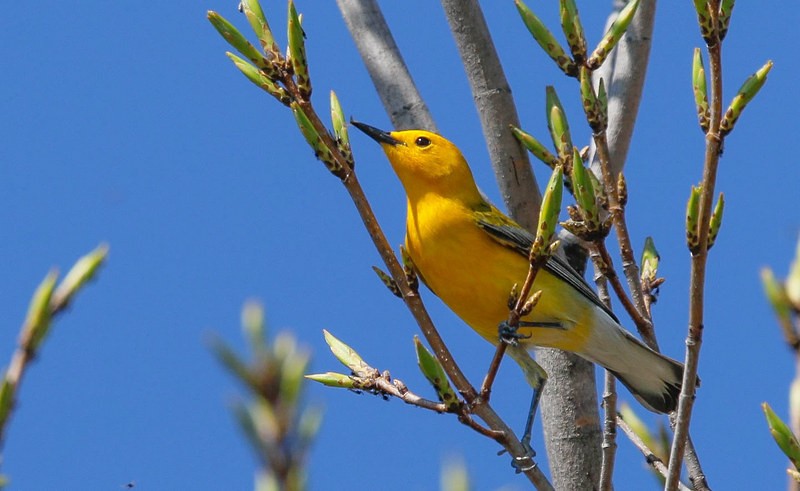Prothonotary Warbler - ML98629061