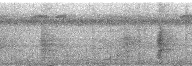 Boz Kanatlı Borazankuşu (crepitans) - ML98631