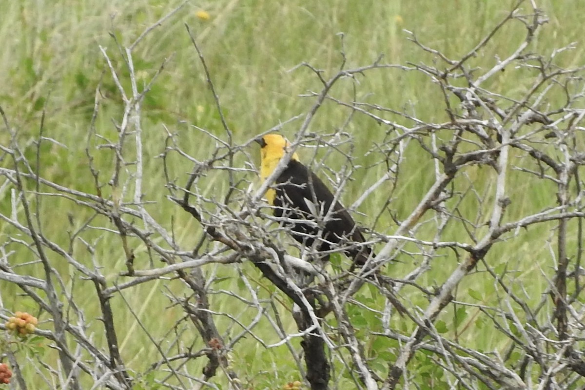 Yellow-headed Blackbird - HyeSook Leechor