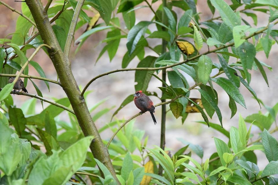 Red-crested Finch - Biron Toro