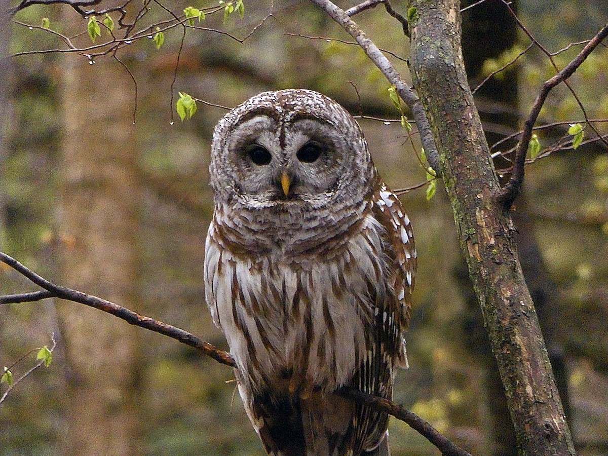 Barred Owl - ML98639531