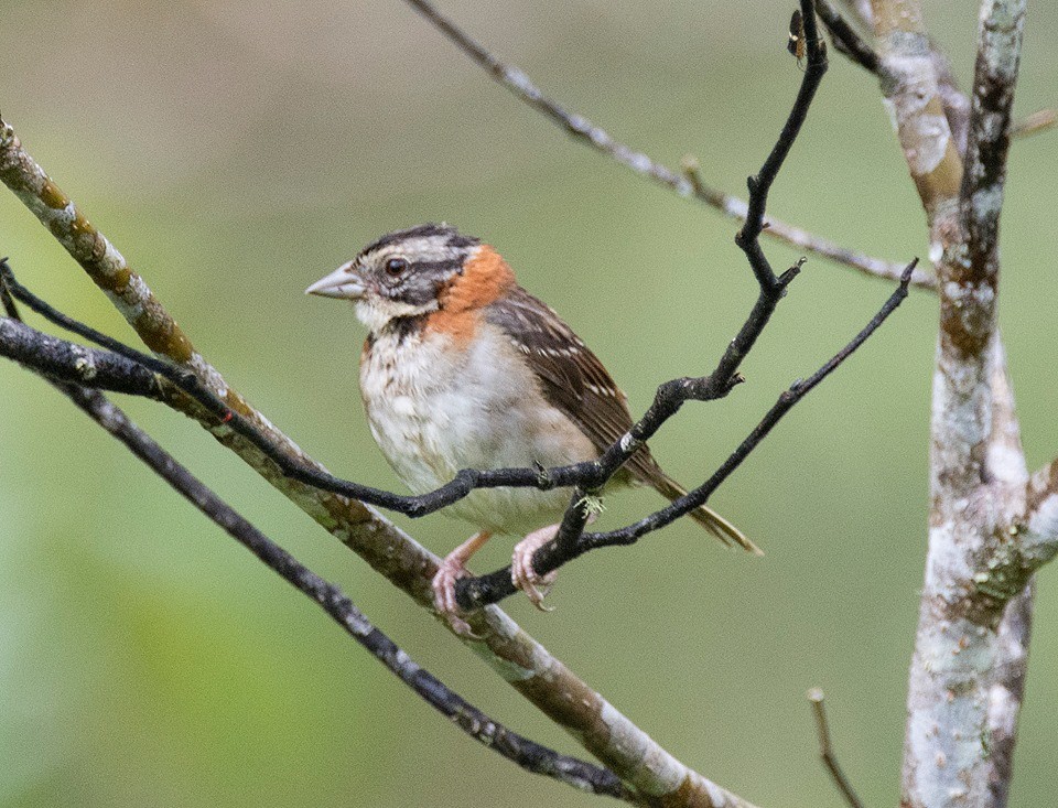 Rufous-collared Sparrow - Biron Toro
