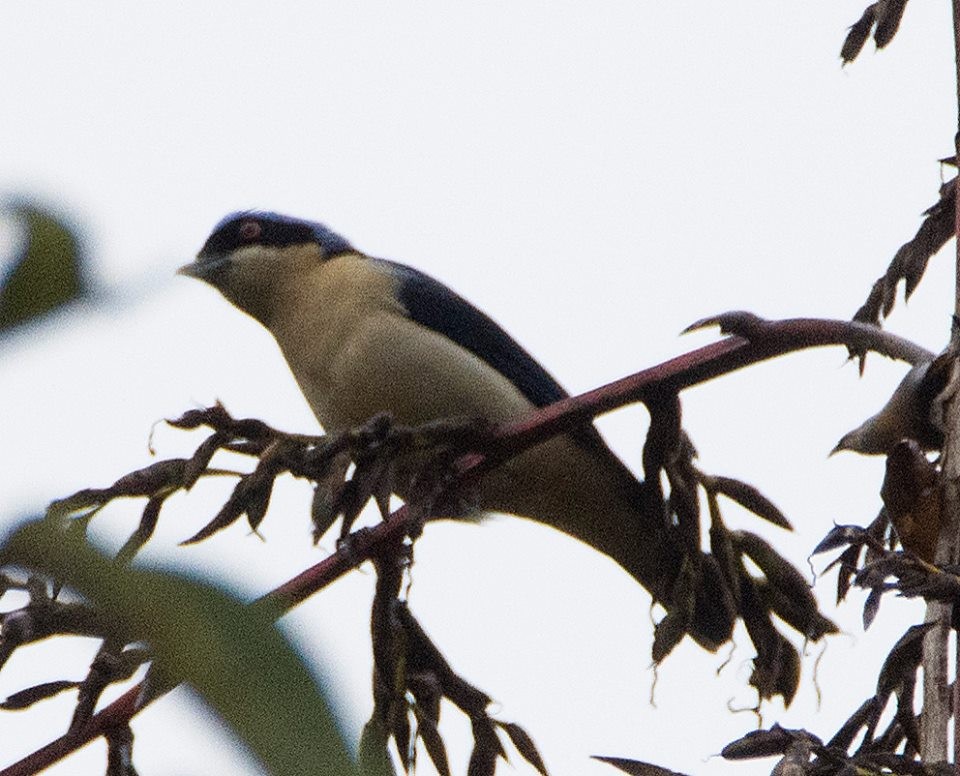 Fawn-breasted Tanager - ML98641351