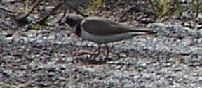 Semipalmated Plover - ML98645991