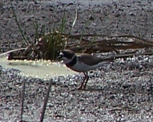 Semipalmated Plover - ML98646001