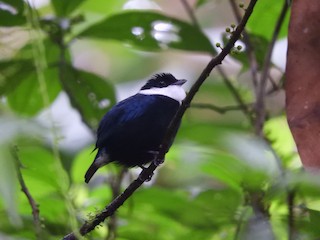  - White-bibbed Manakin