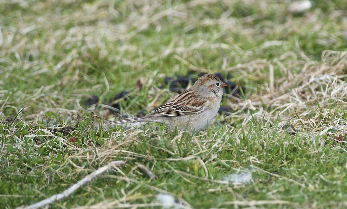 Field Sparrow - ML98647831