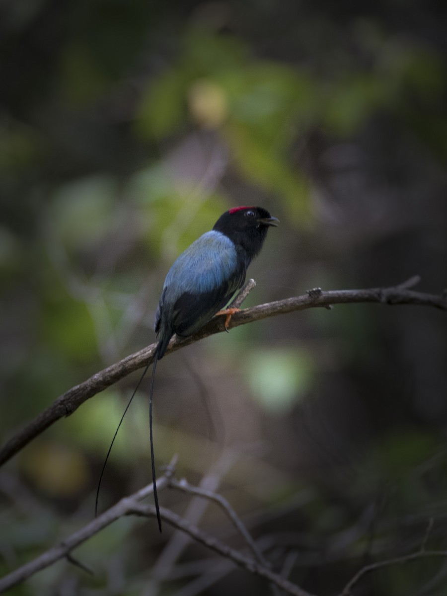 Long-tailed Manakin - RoyalFlycatcher Birding Tours & Nature Photography
