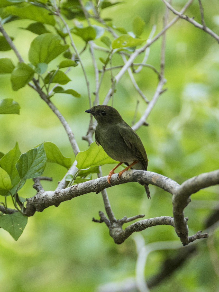 Long-tailed Manakin - RoyalFlycatcher Birding Tours & Nature Photography