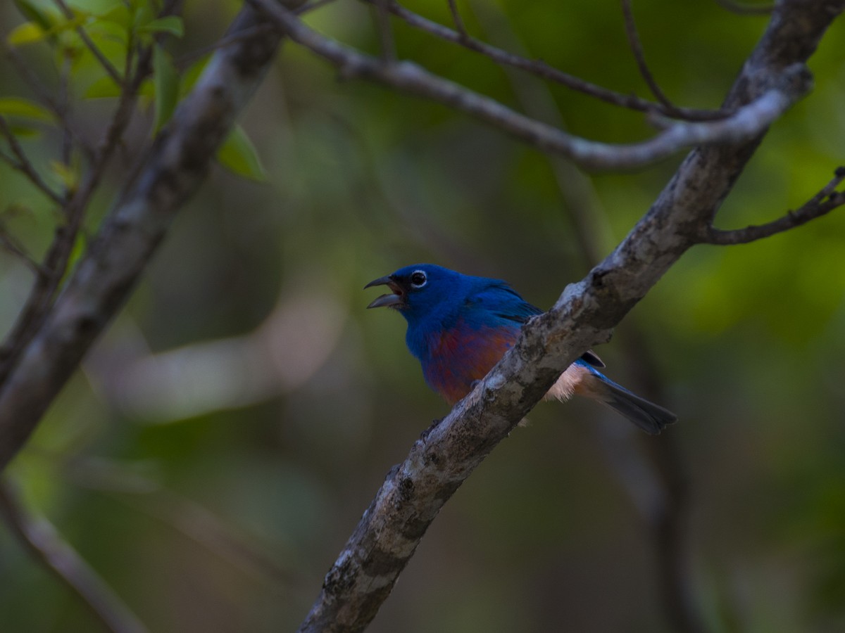 Rose-bellied Bunting - RoyalFlycatcher Birding Tours & Nature Photography