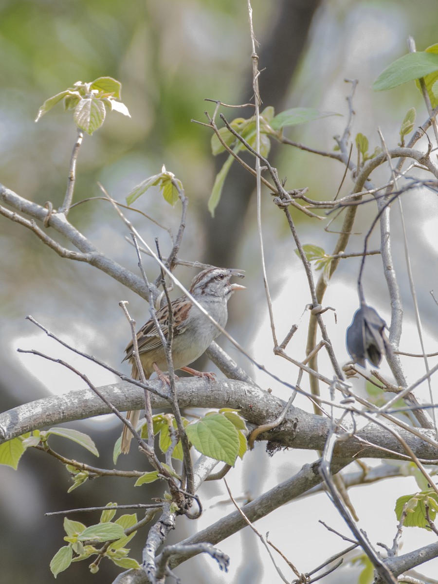 Cinnamon-tailed Sparrow - RoyalFlycatcher Birding Tours & Nature Photography