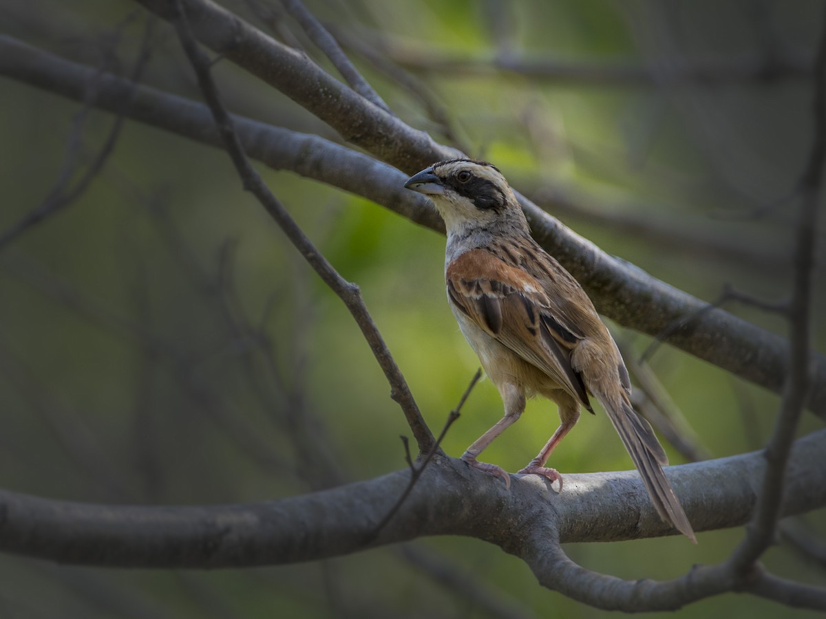 Stripe-headed Sparrow - ML98654221