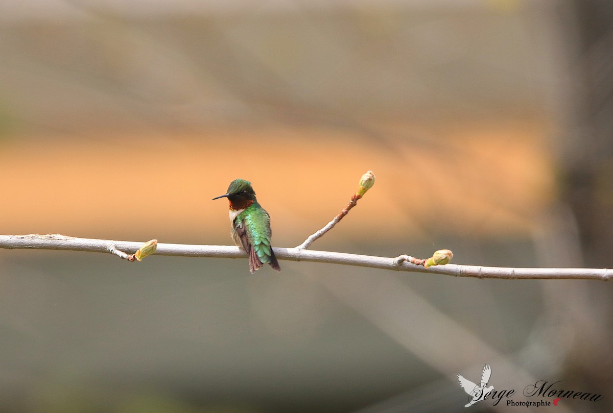 Ruby-throated Hummingbird - Serge Morneau