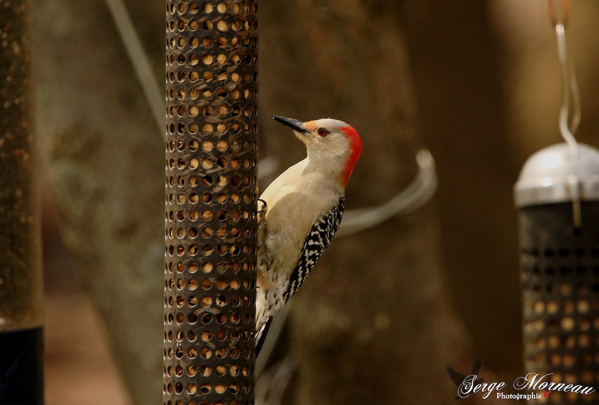 Red-bellied Woodpecker - Serge Morneau