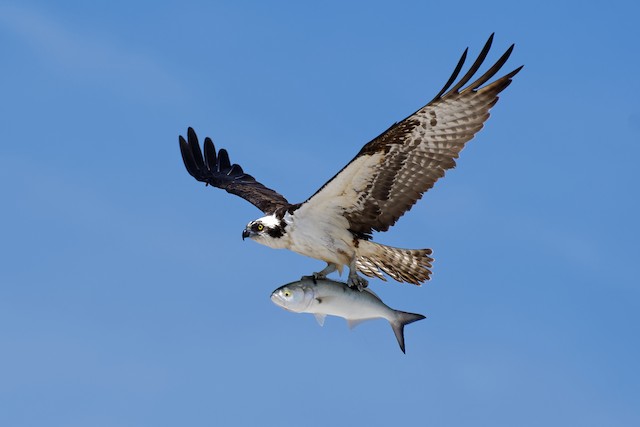Species Profile: Pandion haliaetus – Osprey » Bella Vista Property Owners  Association