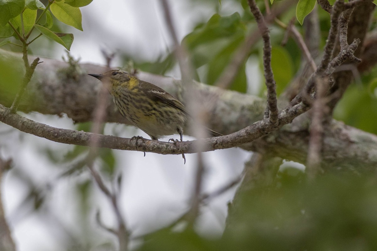 Cape May Warbler - ML98656801