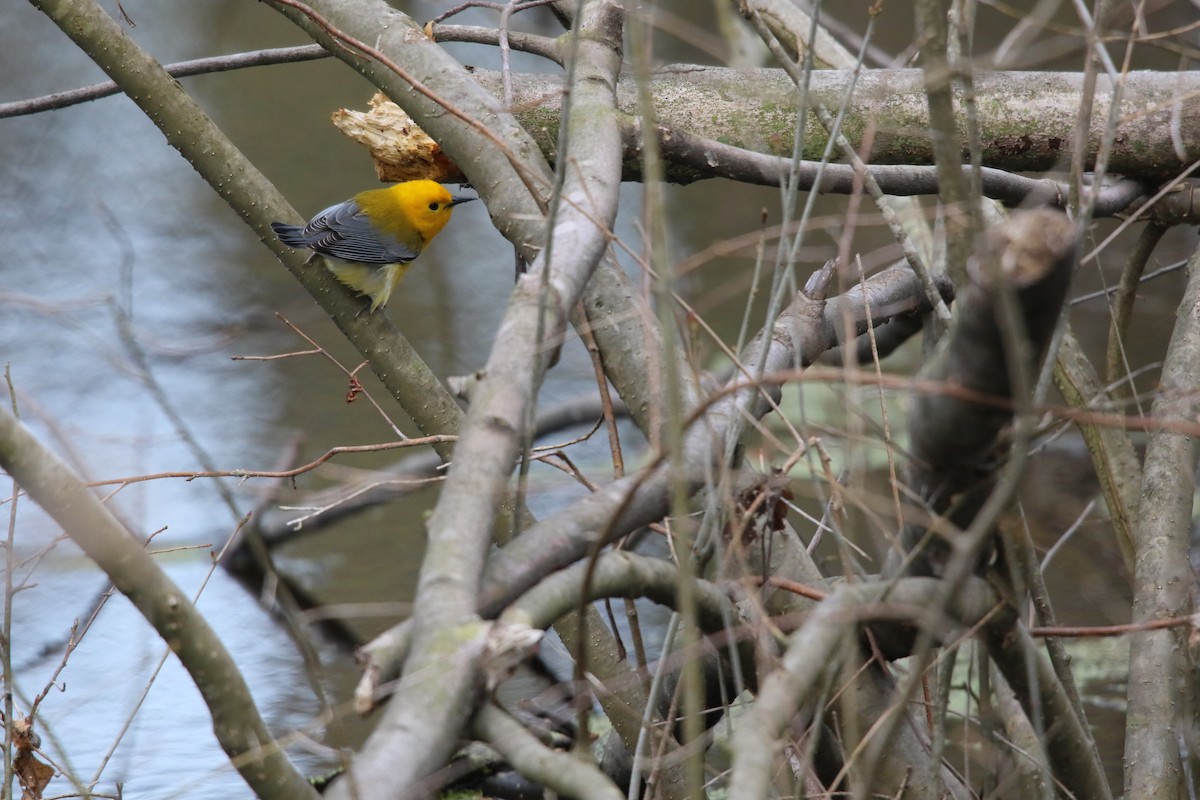 Prothonotary Warbler - ML98658181