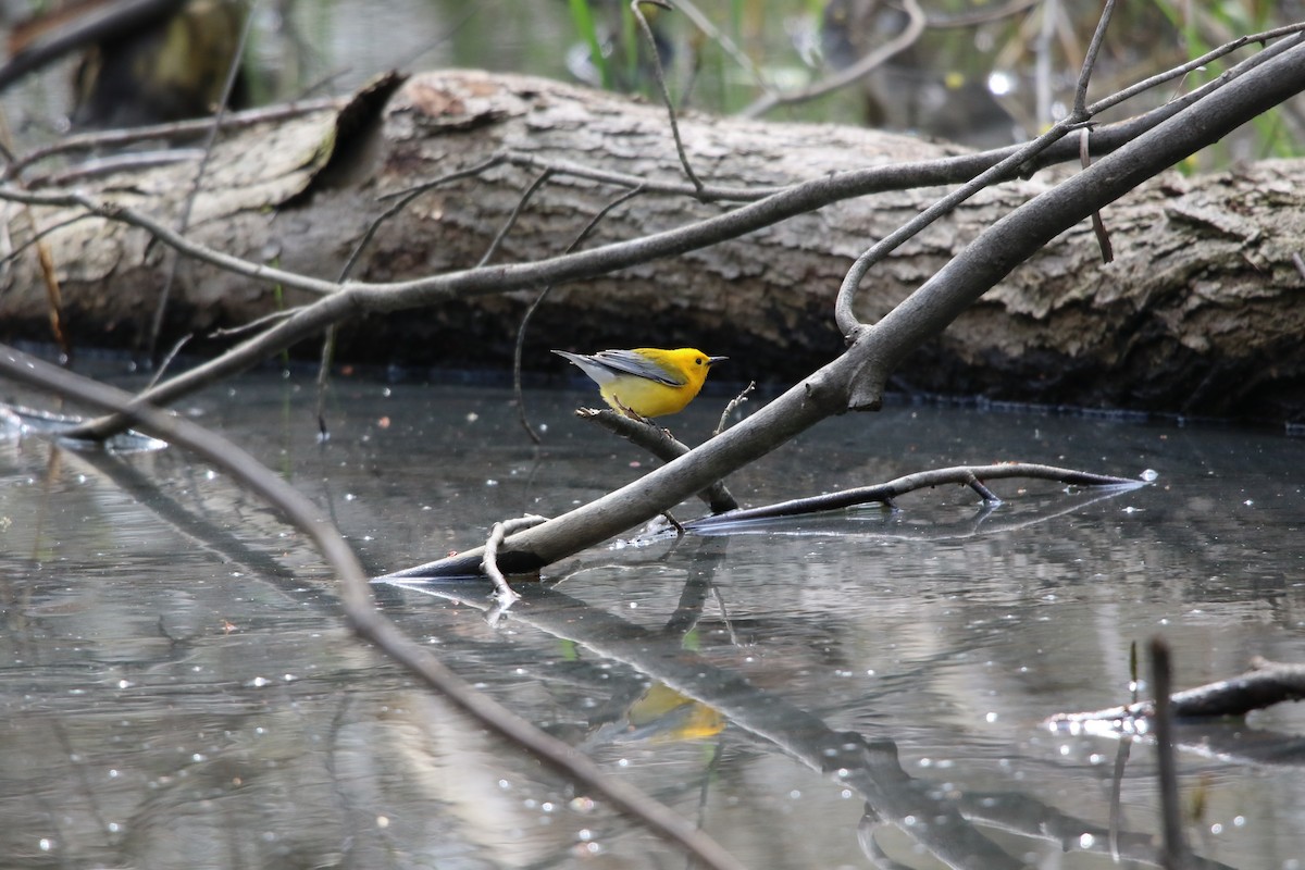 Prothonotary Warbler - ML98658571