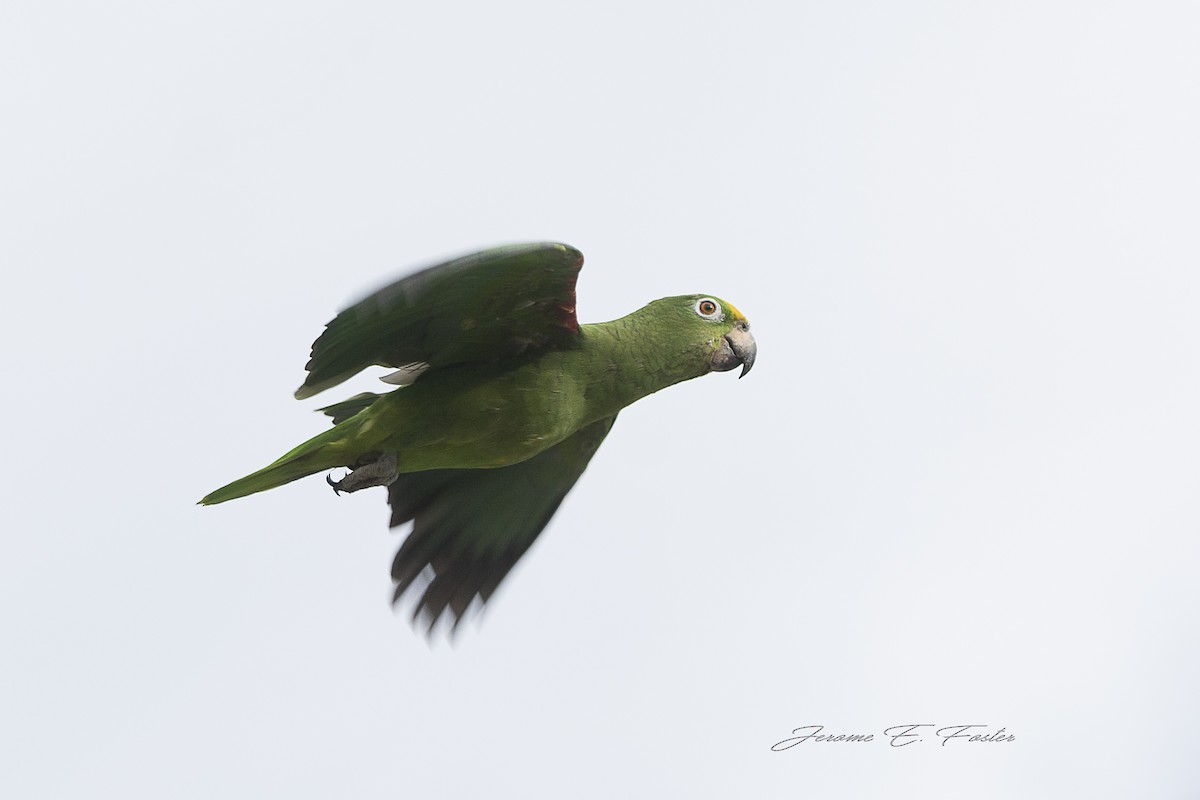 Yellow-crowned Parrot - ML98659891