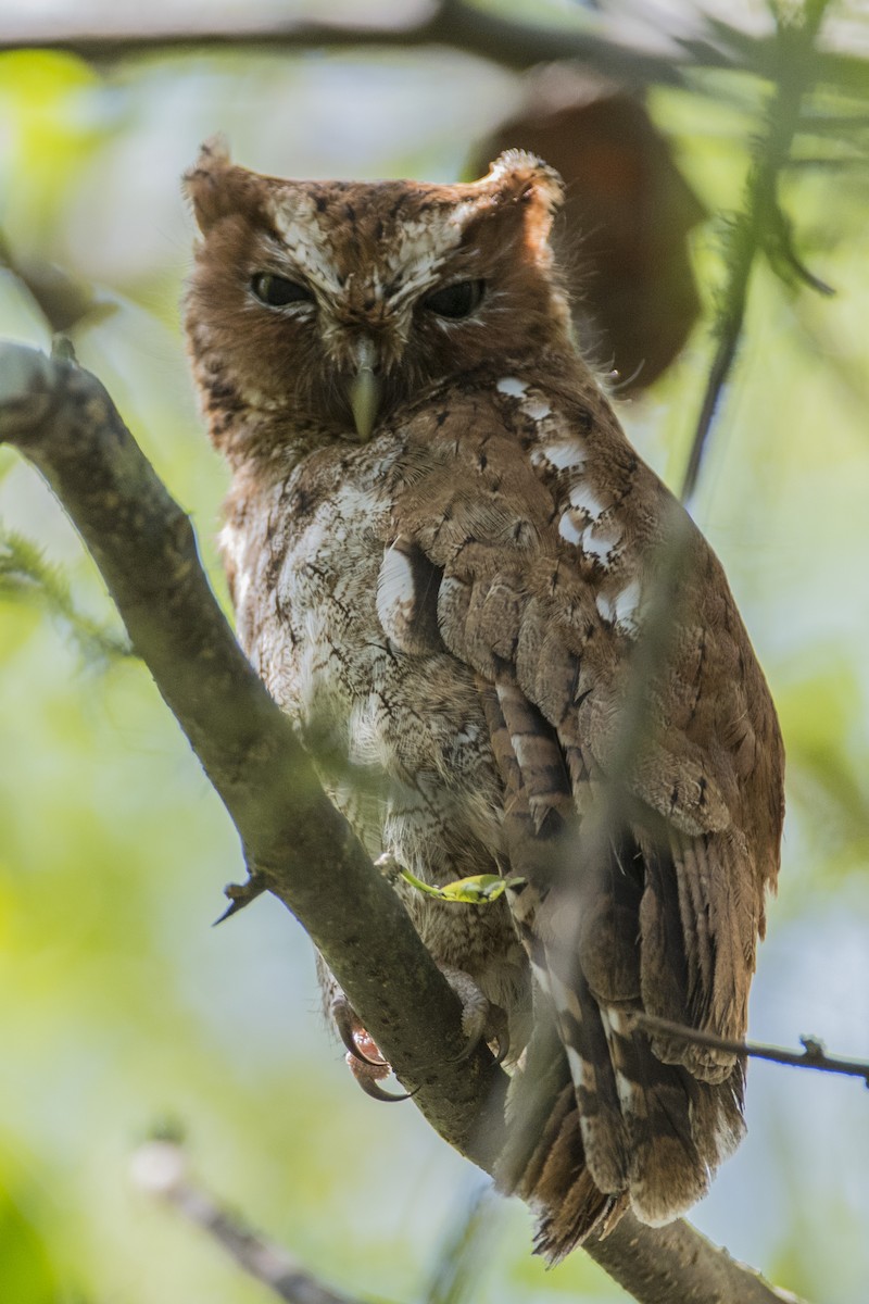 Middle American Screech-Owl - RoyalFlycatcher Birding Tours & Nature Photography
