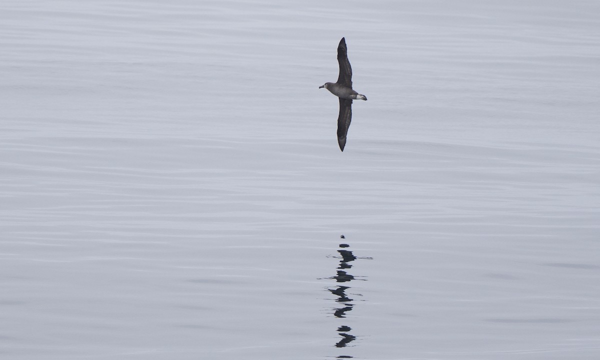 Black-footed Albatross - Steve Kelling