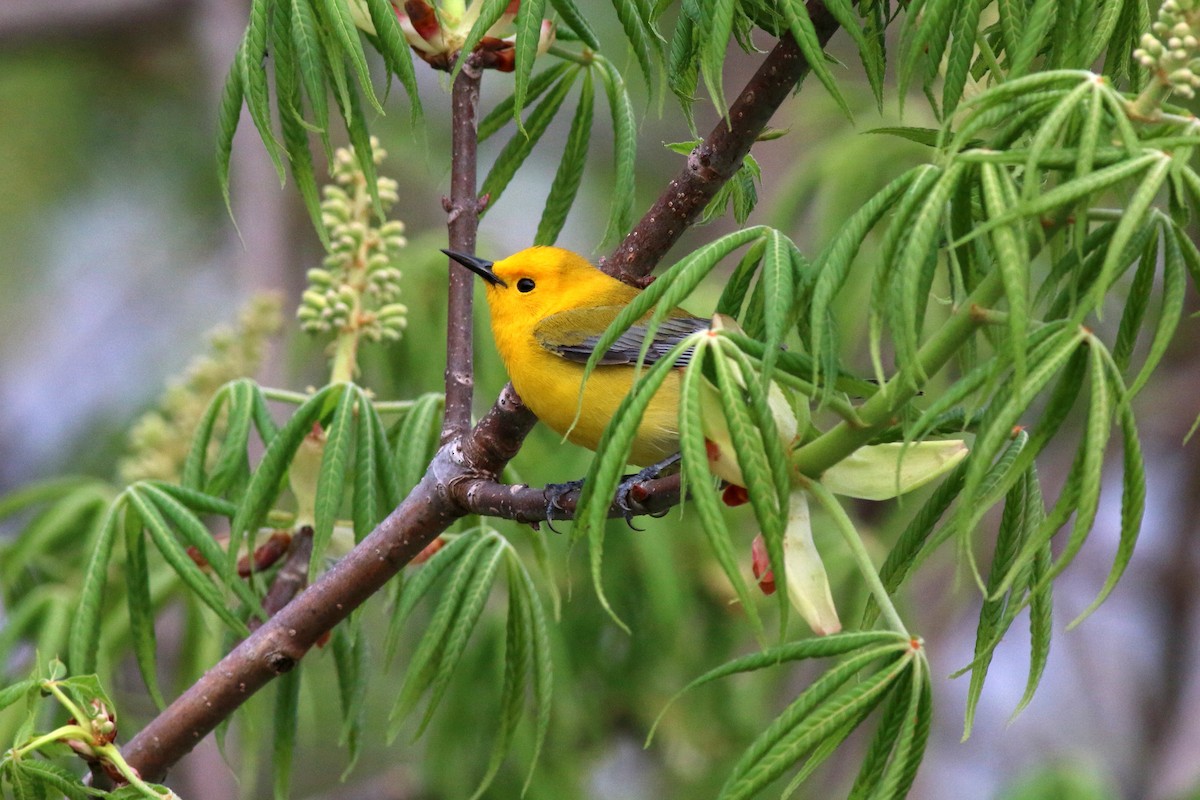 Prothonotary Warbler - ML98665111