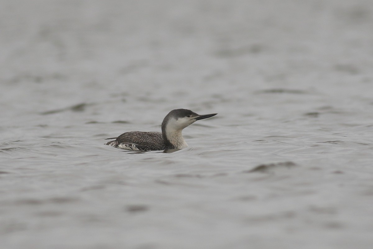 Red-throated Loon - ML98665401