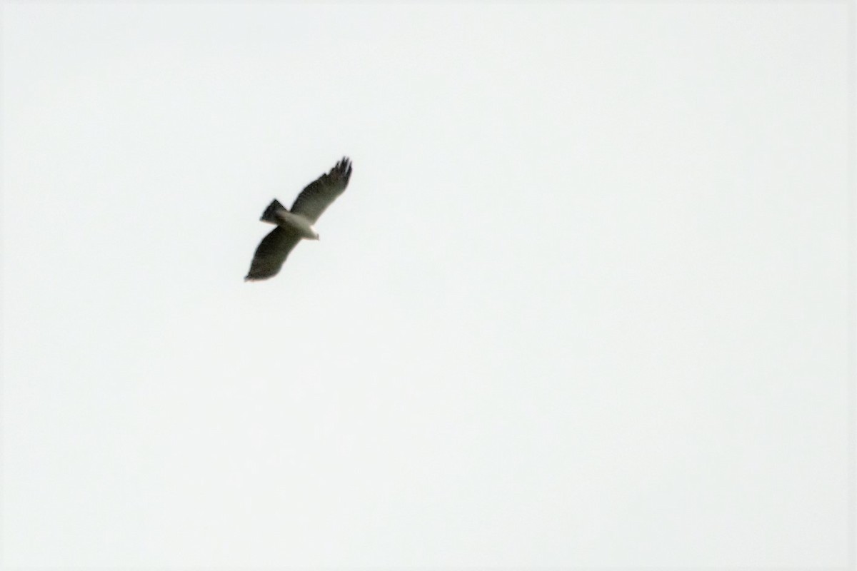 Black-and-white Hawk-Eagle - ML98672271
