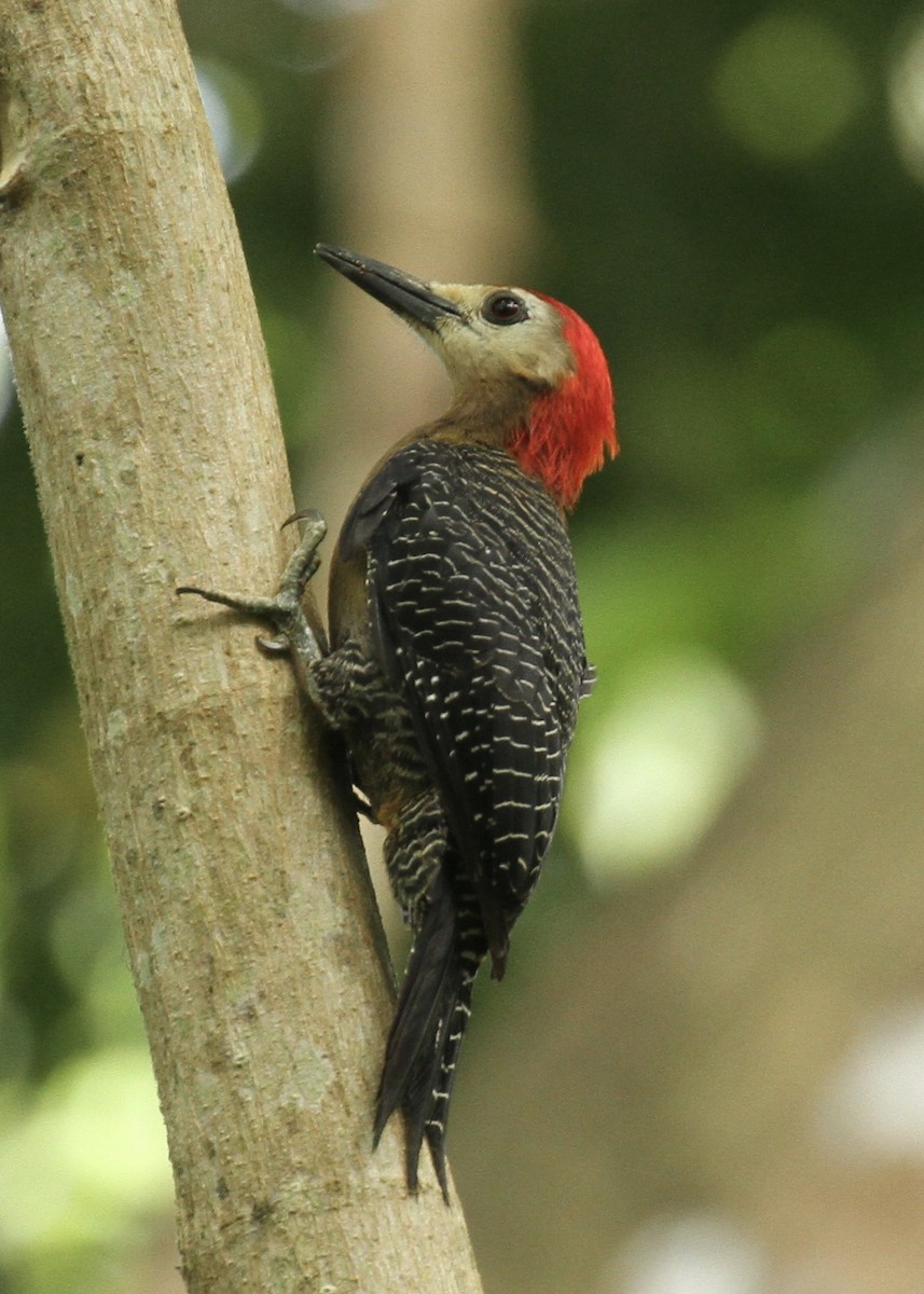 Jamaican Woodpecker - ML98674161