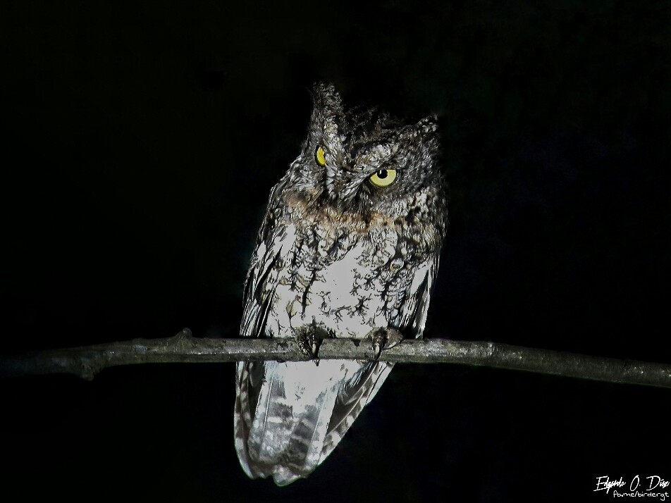 Whiskered Screech-Owl - Edgardo Orozco Díaz