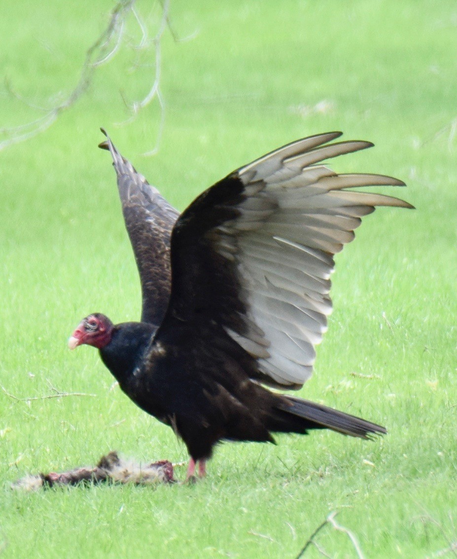Turkey Vulture - ML98675931