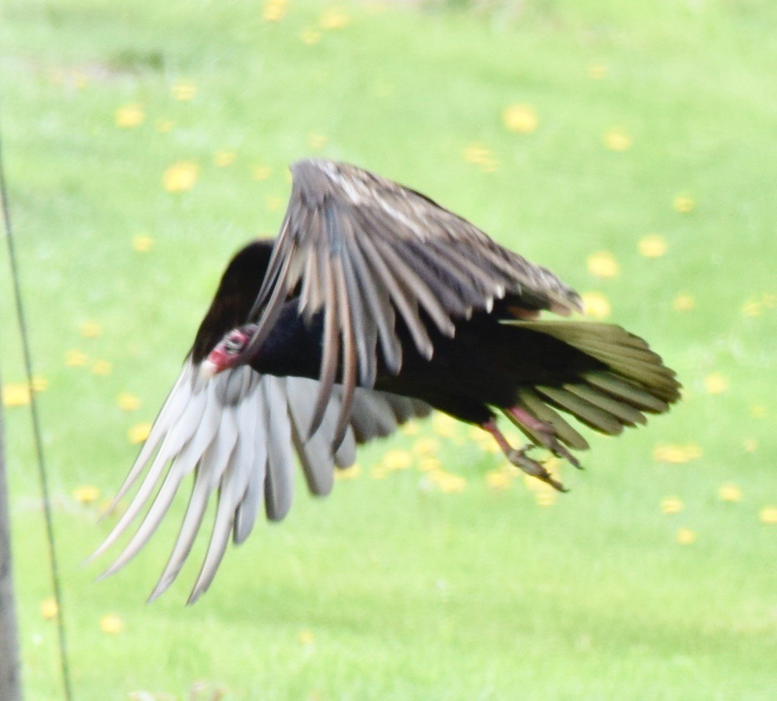 Turkey Vulture - MiMi Hoffmaster 🦩👀👂