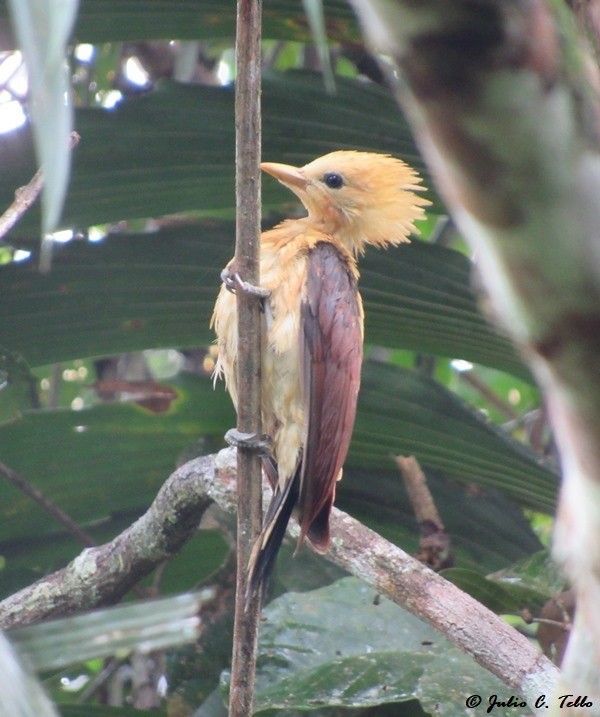 Cream-colored Woodpecker - Julio C. Tello - Ikam Expeditions