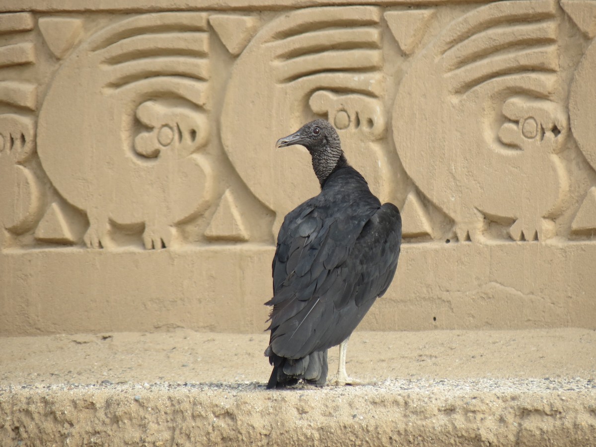Black Vulture - Segundo Agustin Vergara Cobian