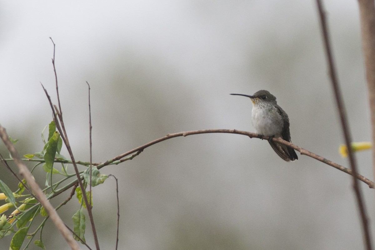 White-bellied Hummingbird - ML98678511