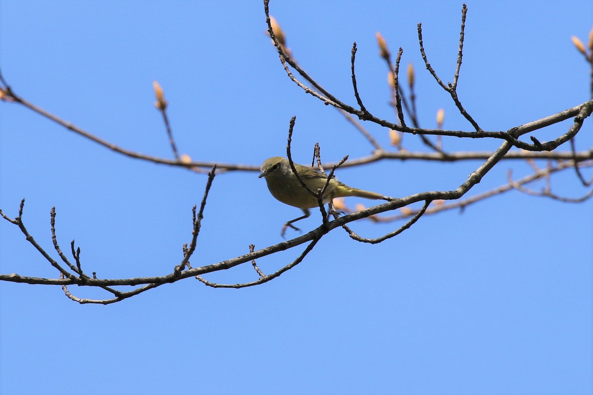 Orange-crowned Warbler - Eric Gustafson