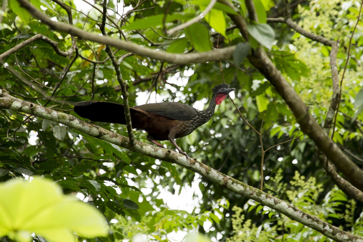 Crested Guan - ML98689731