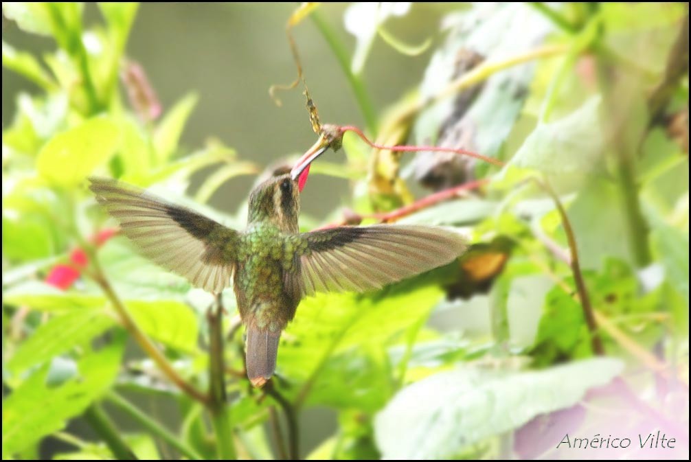 Speckled Hummingbird - Americo Vilte
