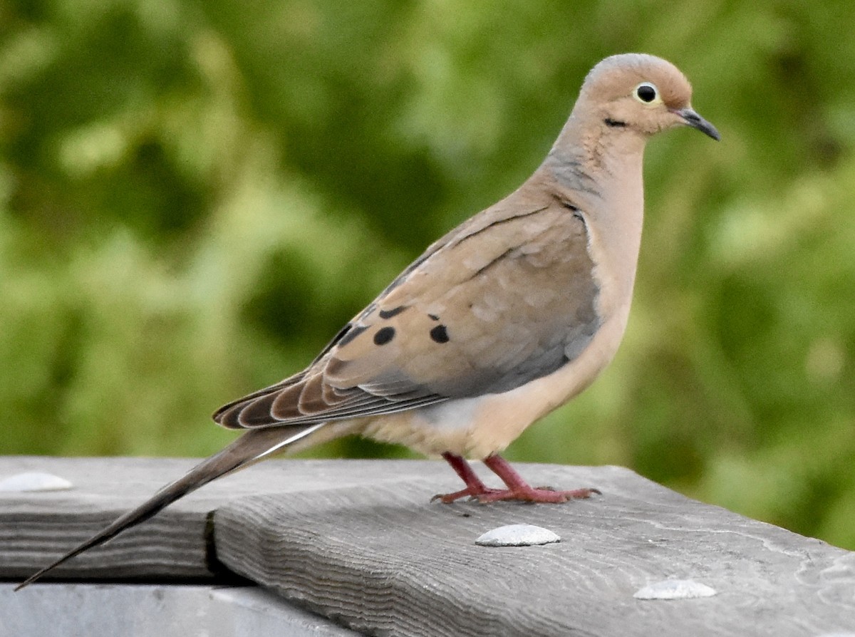 Mourning Dove - Kyle Christian
