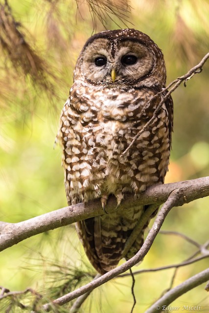 Chouette rayée - eBird