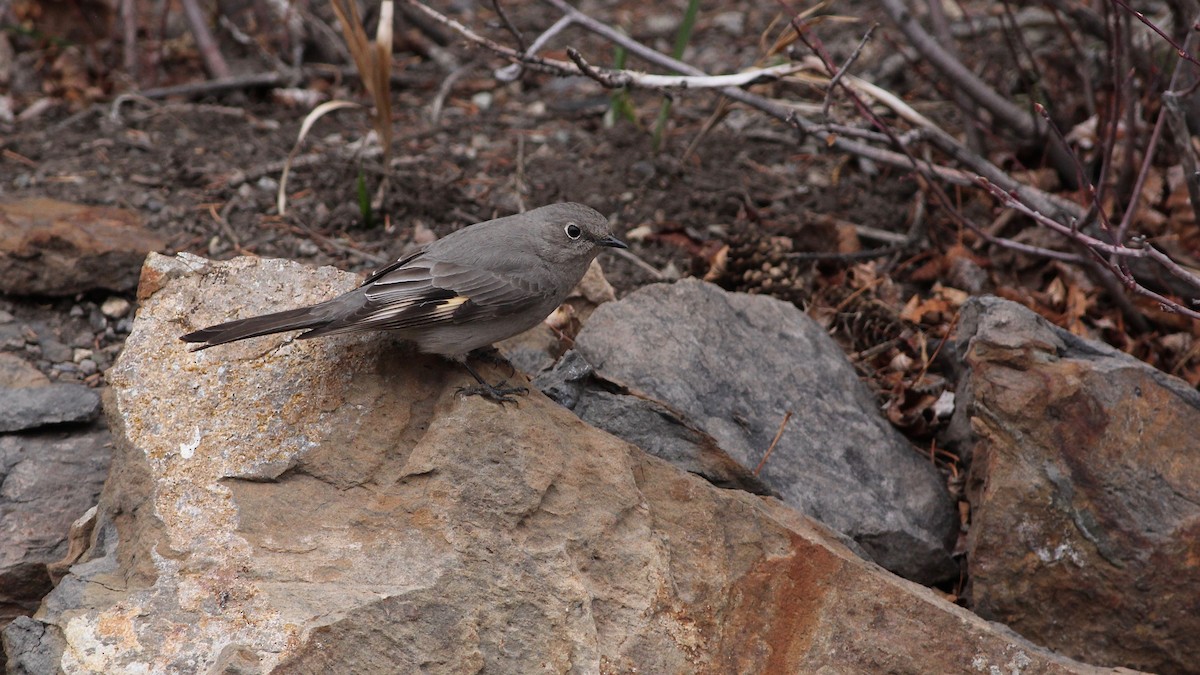 Townsend's Solitaire - ML98697881