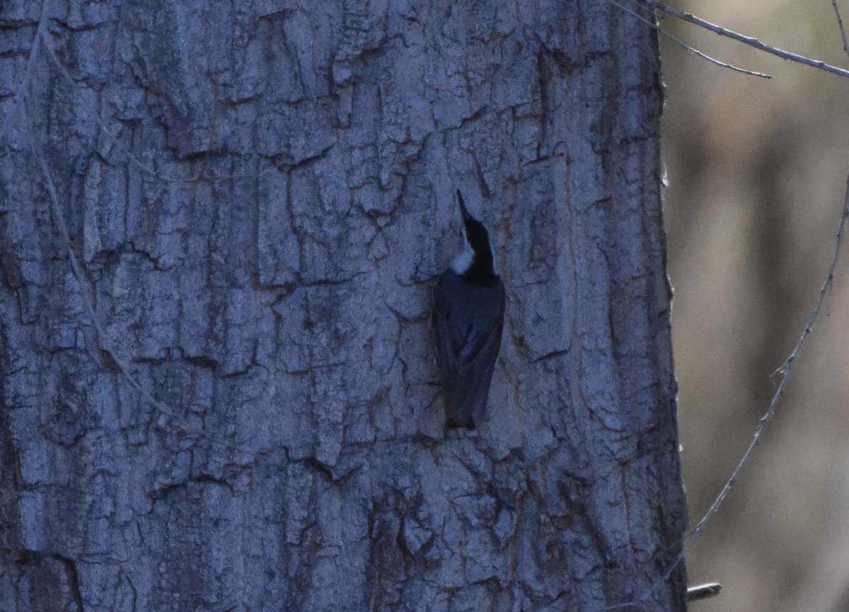 White-breasted Nuthatch (Interior West) - ML98699821