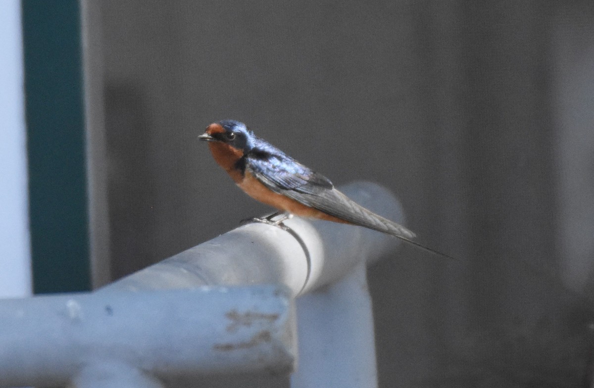 Barn Swallow (American) - Chris Rohrer