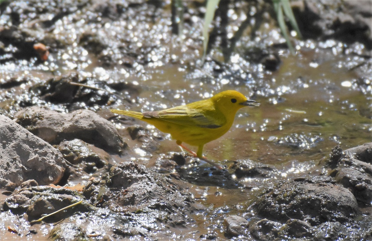 Yellow Warbler (Northern) - Chris Rohrer
