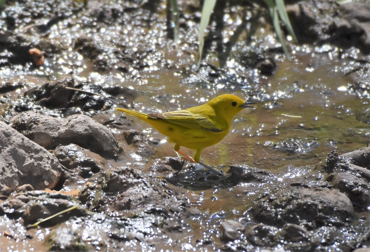 Yellow Warbler (Northern) - ML98700301
