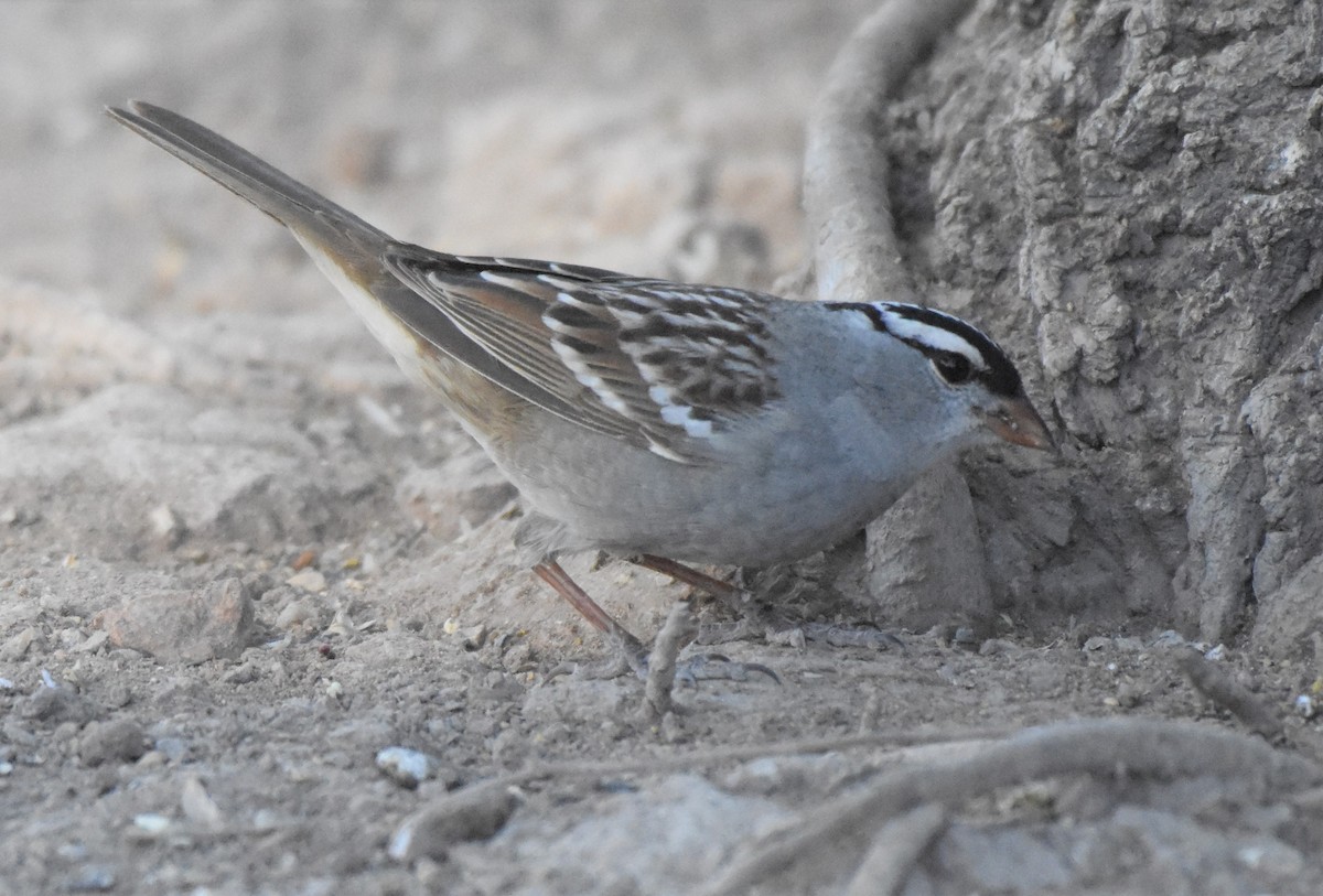 White-crowned Sparrow (Dark-lored) - ML98700791